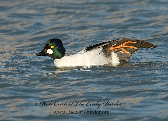 Bucephala clangula - COMMON GOLDENEYE 6029462