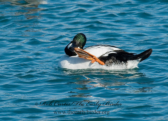 Bucephala clangula - COMMON GOLDENEYE 6030304