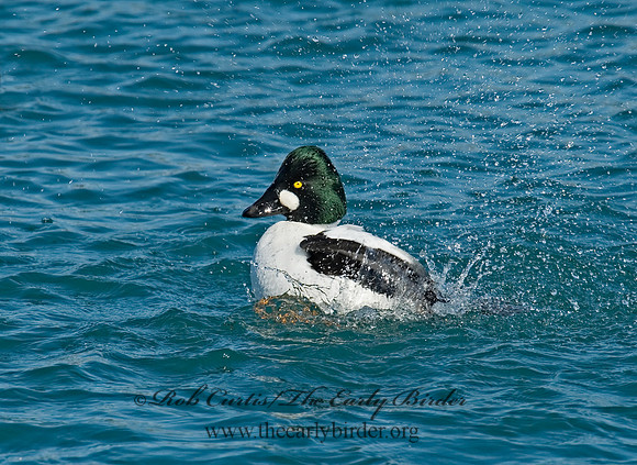 Bucephala clangula - COMMON GOLDENEYE 6030361