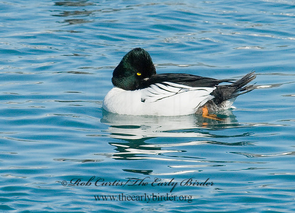 Bucephala clangula - COMMON GOLDENEYE 6030315
