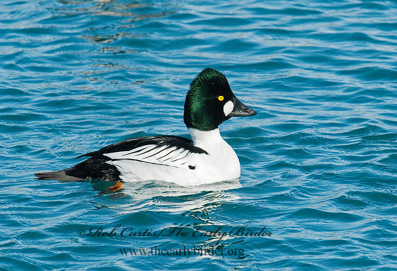 Bucephala clangula - COMMON GOLDENEYE 6030313