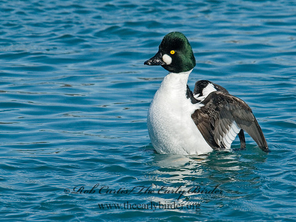 Bucephala clangula - COMMON GOLDENEYE 6030369