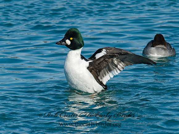Bucephala clangula - COMMON GOLDENEYE 6030370
