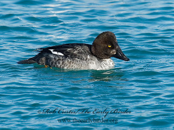 Bucephala clangula - COMMON GOLDENEYE 6030377