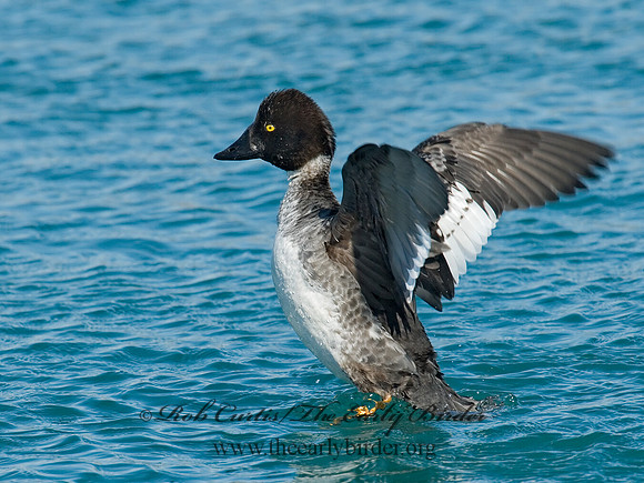 Bucephala clangula - COMMON GOLDENEYE 6030381