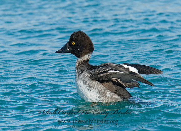 Bucephala clangula - COMMON GOLDENEYE 6030382