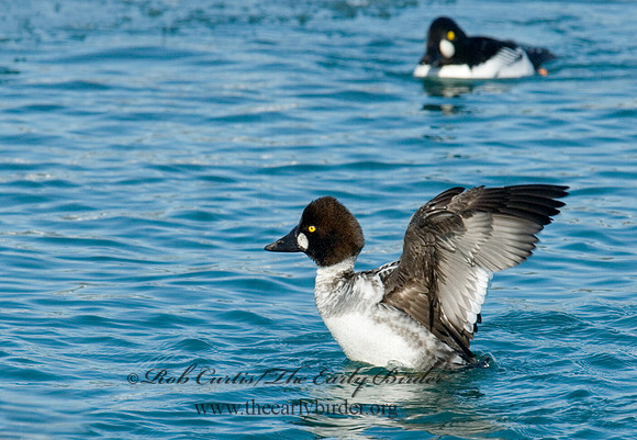 Bucephala clangula - COMMON GOLDENEYE 6030527