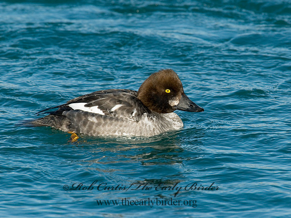 Bucephala clangula - COMMON GOLDENEYE 6030559