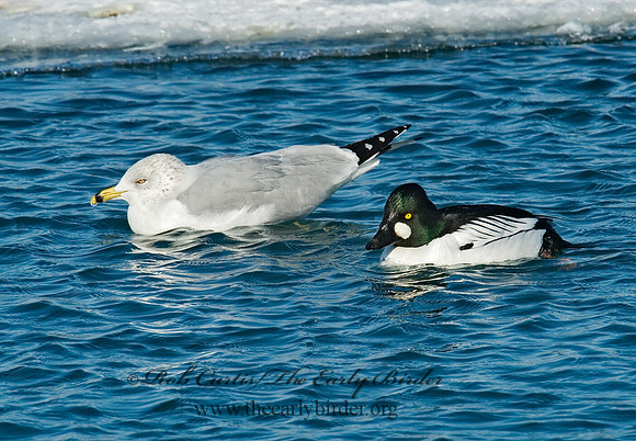 Bucephala clangula - COMMON GOLDENEYE 6030552