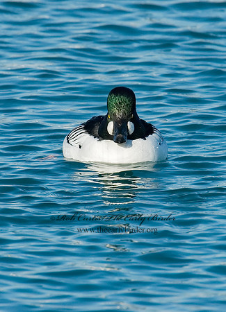 Bucephala clangula - COMMON GOLDENEYE 6030582