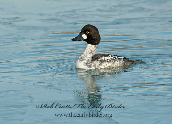 Bucephala clangula - COMMON GOLDENEYE 7014181