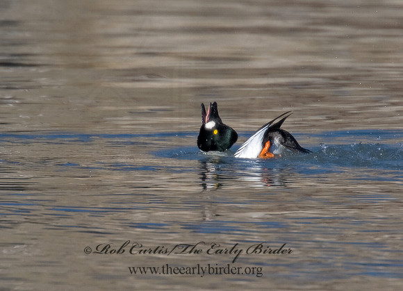 Bucephala clangula - COMMON GOLDENEYE 8000843