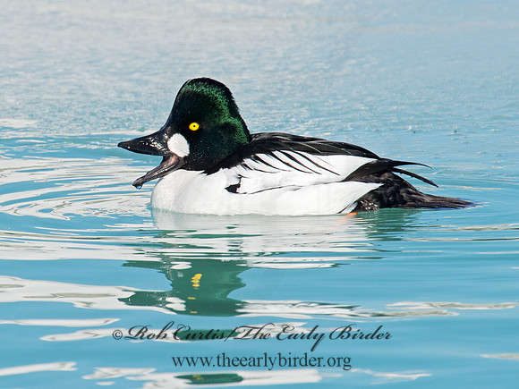 Bucephala clangula - COMMON GOLDENEYE 9007743