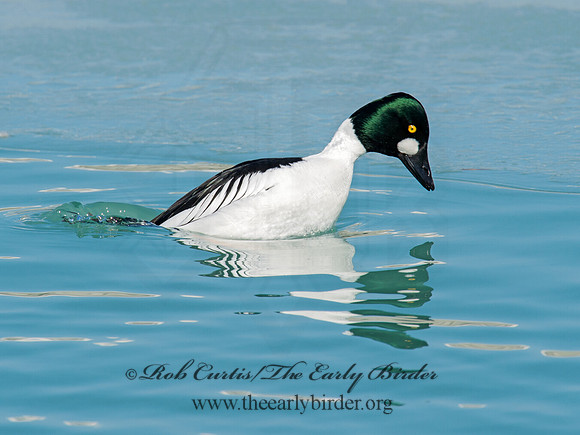 Bucephala clangula - COMMON GOLDENEYE 9007748