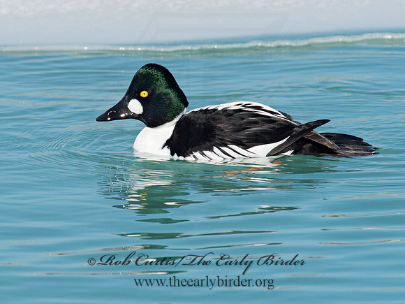 Bucephala clangula - COMMON GOLDENEYE 9007752