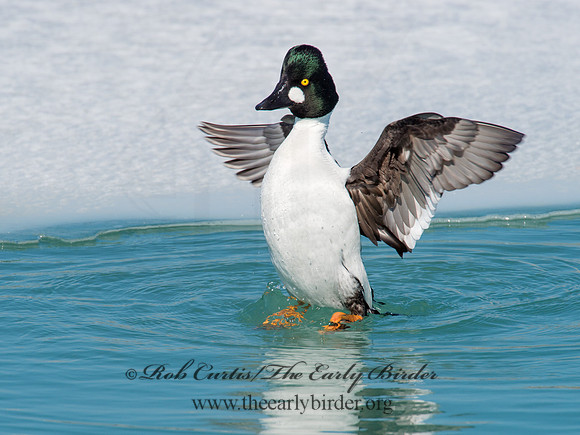 Bucephala clangula - COMMON GOLDENEYE 9007760