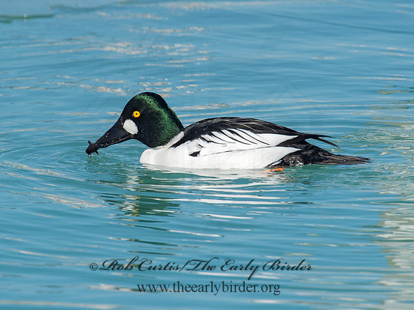 Bucephala clangula - COMMON GOLDENEYE 9007764