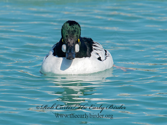 Bucephala clangula - COMMON GOLDENEYE 9007781