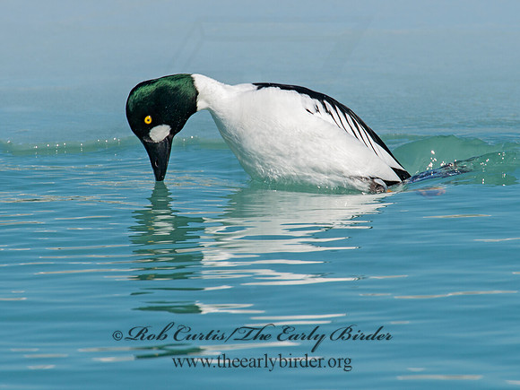 Bucephala clangula - COMMON GOLDENEYE 9007775