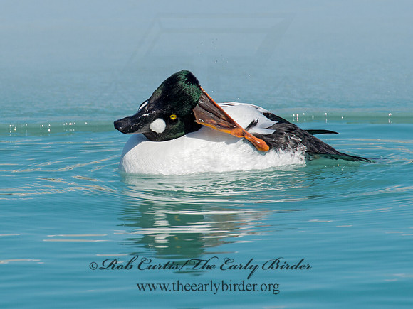 Bucephala clangula - COMMON GOLDENEYE 9007779