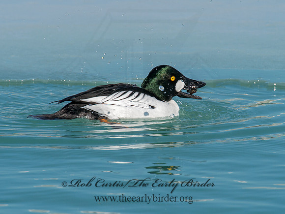 Bucephala clangula - COMMON GOLDENEYE 9007794
