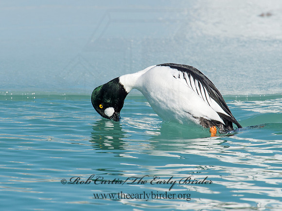 Bucephala clangula - COMMON GOLDENEYE 9007790