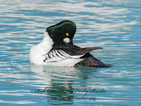 Bucephala clangula - COMMON GOLDENEYE 9007803