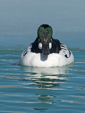 Bucephala clangula - COMMON GOLDENEYE 9007810