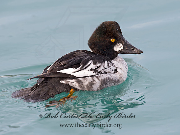 Bucephala clangula - COMMON GOLDENEYE 9017648