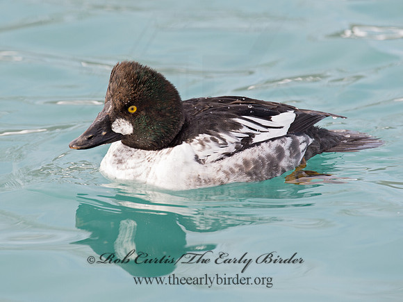 Bucephala clangula - COMMON GOLDENEYE 9017649