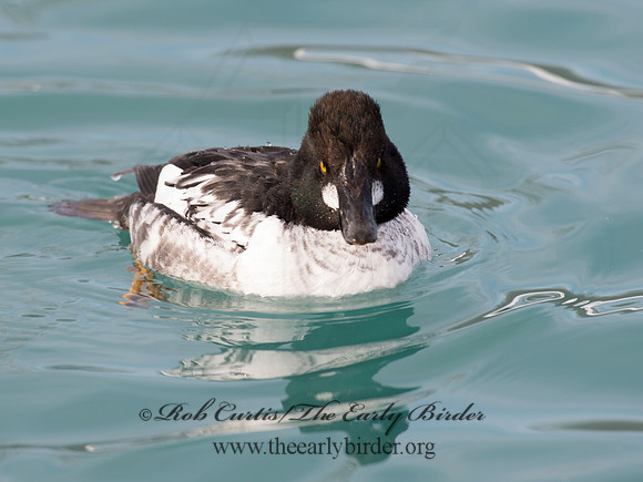 Bucephala clangula - COMMON GOLDENEYE 9017651