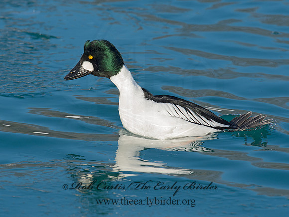 Bucephala clangula - COMMON GOLDENEYE 9017847