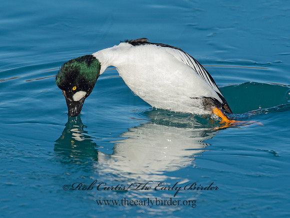 Bucephala clangula - COMMON GOLDENEYE 9017851