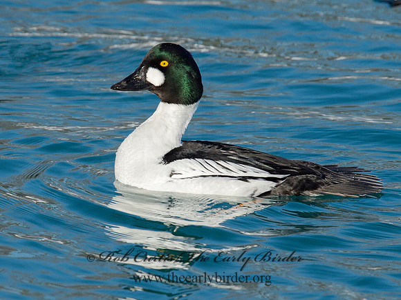 Bucephala clangula - COMMON GOLDENEYE 9017856