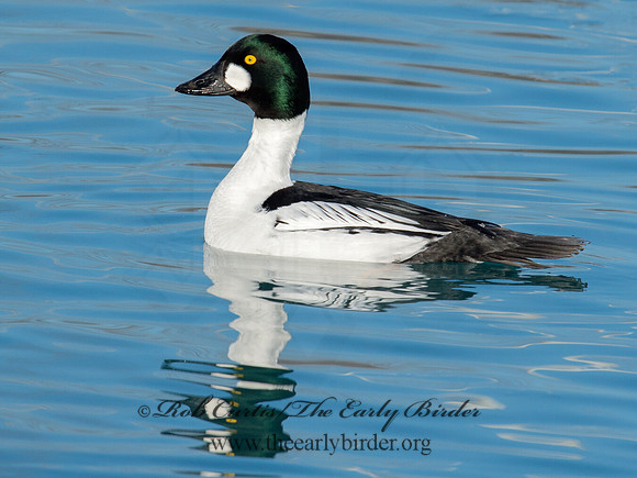 Bucephala clangula - COMMON GOLDENEYE 9017857