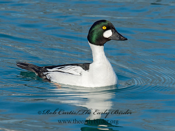 Bucephala clangula - COMMON GOLDENEYE 9017860