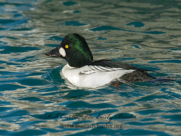 Bucephala clangula - COMMON GOLDENEYE 6019571