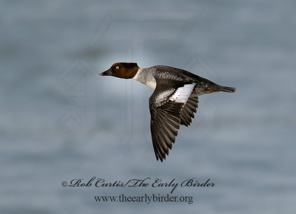 Bucephala clangula - COMMON GOLDENEYE 6029530