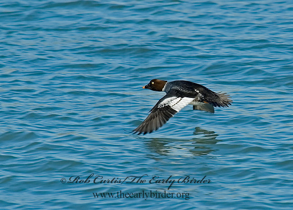 Bucephala clangula - COMMON GOLDENEYE 6018936