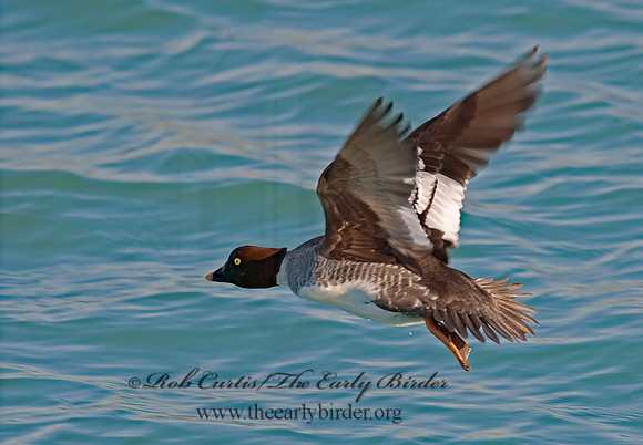 Bucephala clangula - COMMON GOLDENEYE 6018932