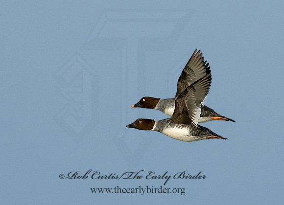 Bucephala clangula - COMMON GOLDENEYE 6029735