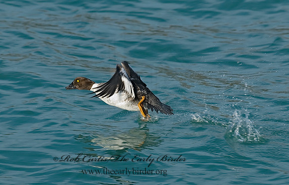 Bucephala clangula - COMMON GOLDENEYE 7013800