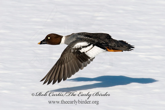 Bucephala clangula - COMMON GOLDENEYE 6030461