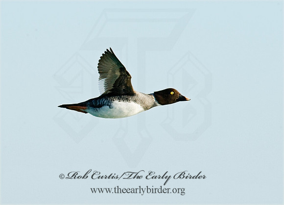 Bucephala clangula - COMMON GOLDENEYE 8010917