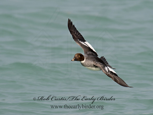 Bucephala clangula - COMMON GOLDENEYE 9017203