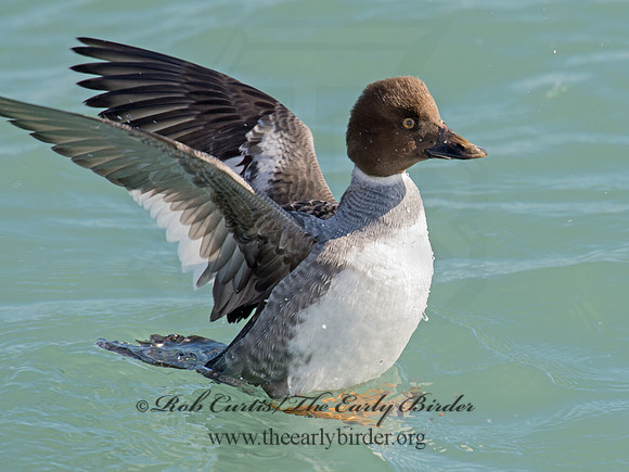 Bucephala clangula - COMMON GOLDENEYE 9017138