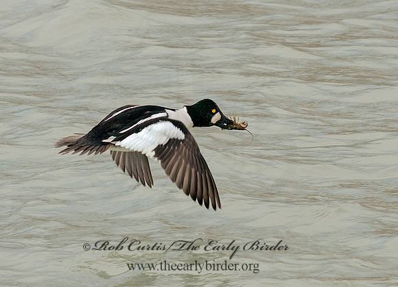 Bucephala clangula - COMMON GOLDENEYE 3001292