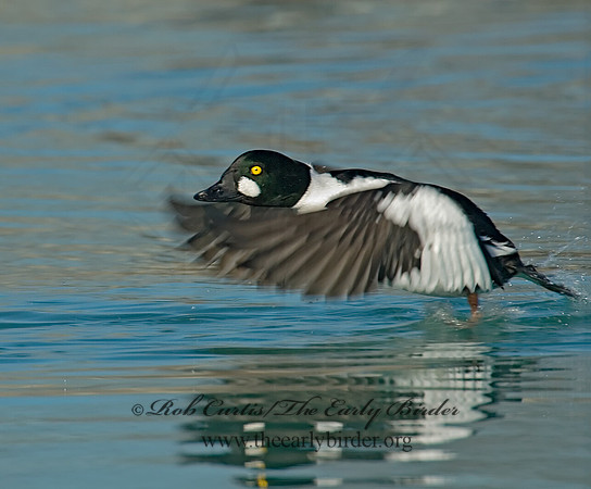 Bucephala clangula - COMMON GOLDENEYE 6019190