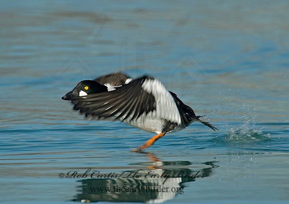 Bucephala clangula - COMMON GOLDENEYE 6019191