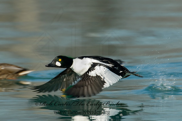Bucephala clangula - COMMON GOLDENEYE 6019192